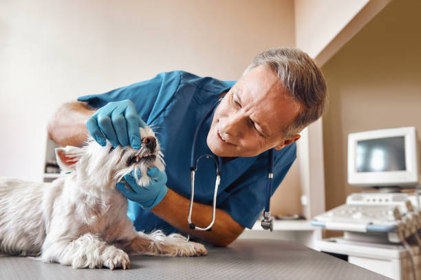 Best Pediatric Emergency Dentist in Waynesboro, MS